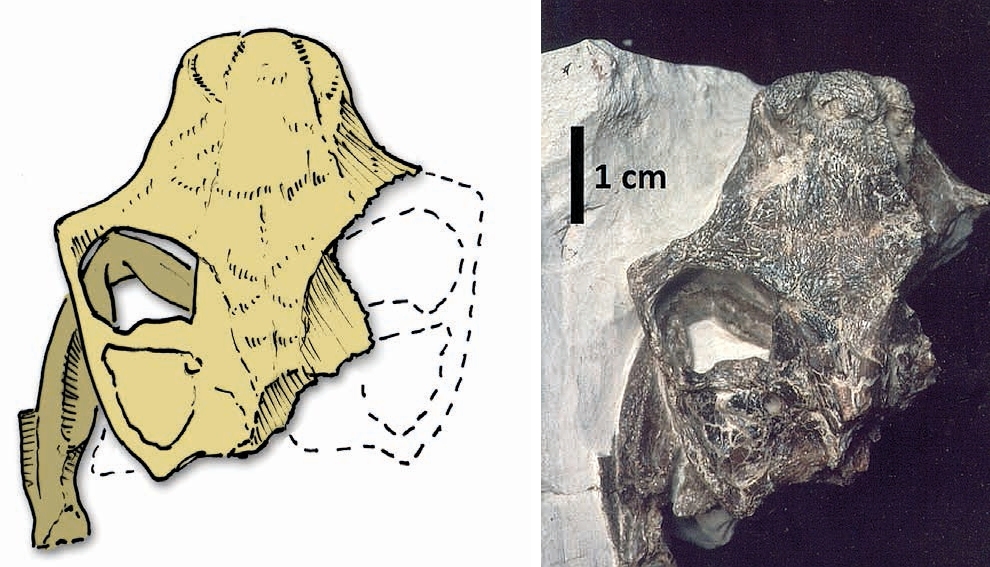 Cranio e mandibola della testuggine preistorica